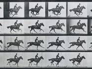 Eadweard Muybridge, detail of ‘Bouquet’, Galloping, 1887. Collotype on paper. Rijksmuseum, Amsterdam, Netherlands.