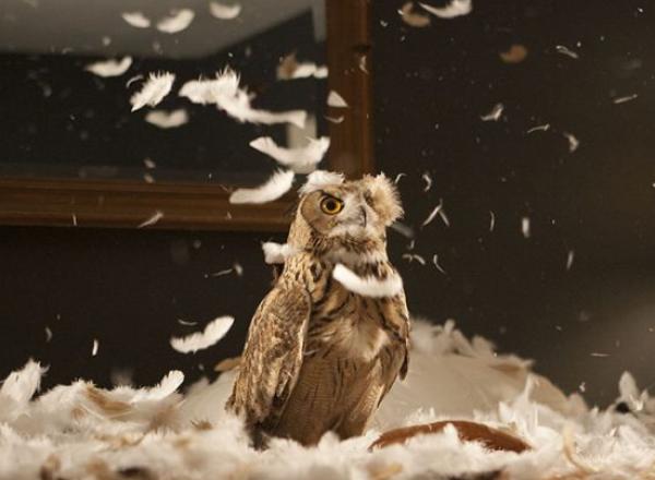 Doug Aitken film still showing an owl in a storm of feathers on a bed in a hotel room